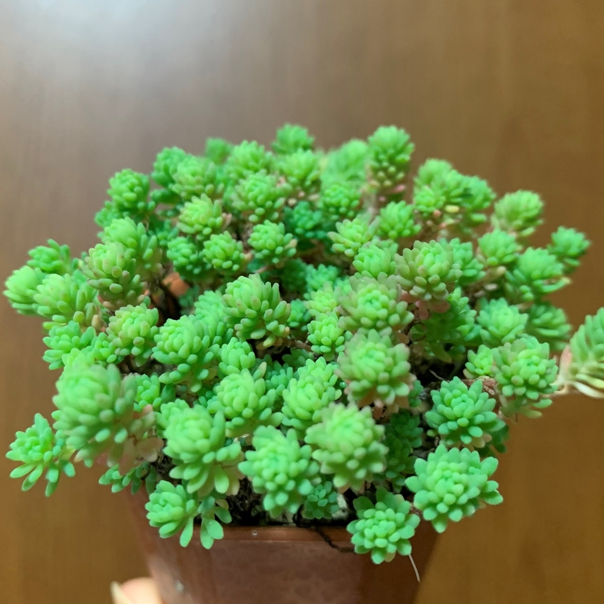 f:id:encyclopediaofweeds:20201102233341j:plain