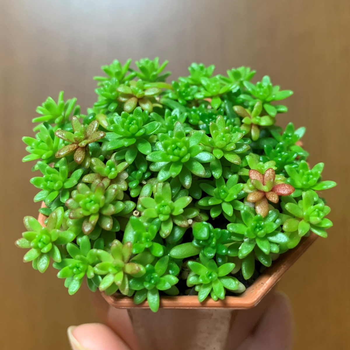 f:id:encyclopediaofweeds:20201102233709j:plain