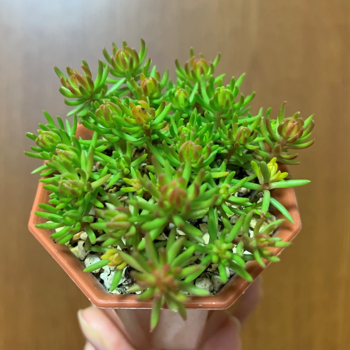 f:id:encyclopediaofweeds:20201102233759j:plain