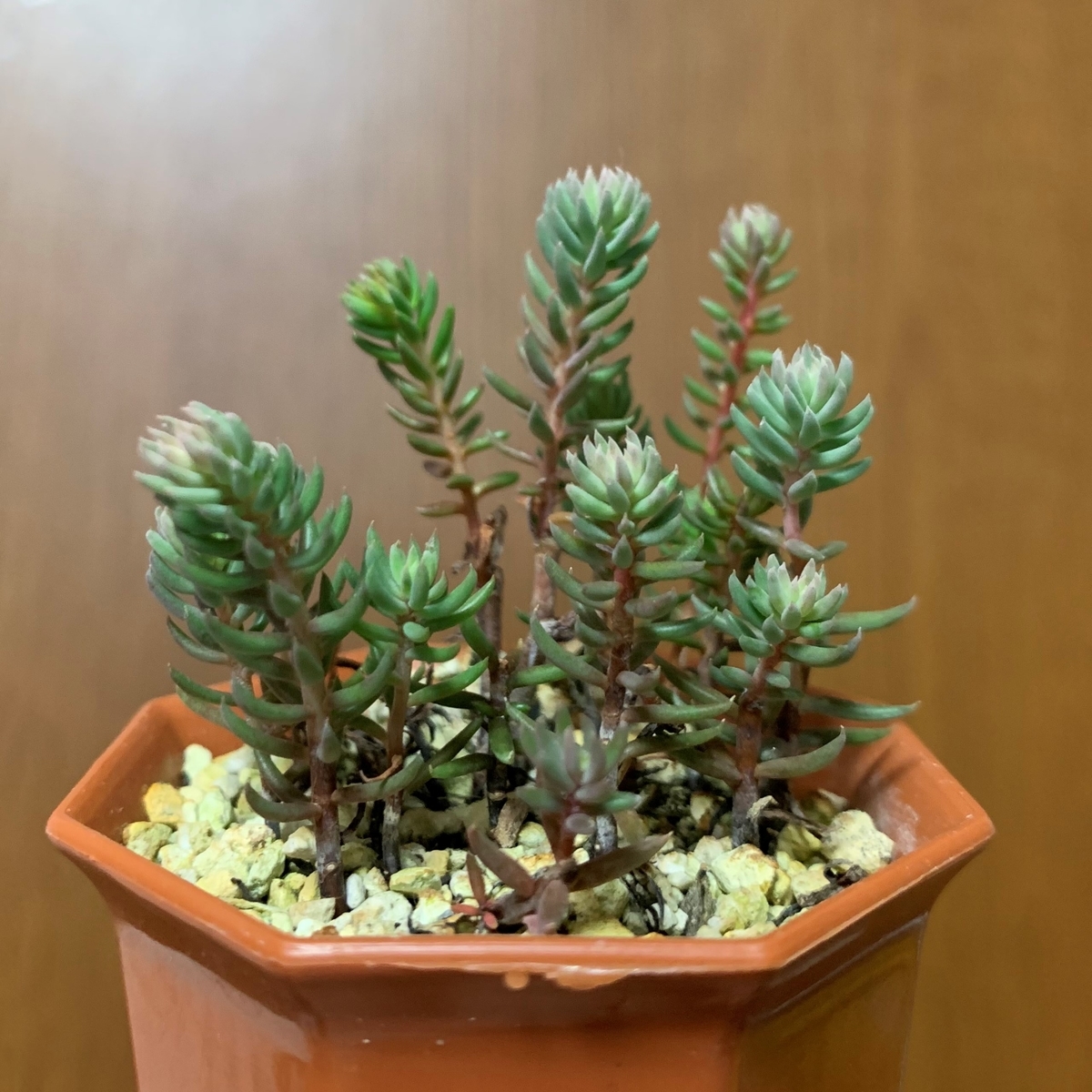 f:id:encyclopediaofweeds:20201102233935j:plain