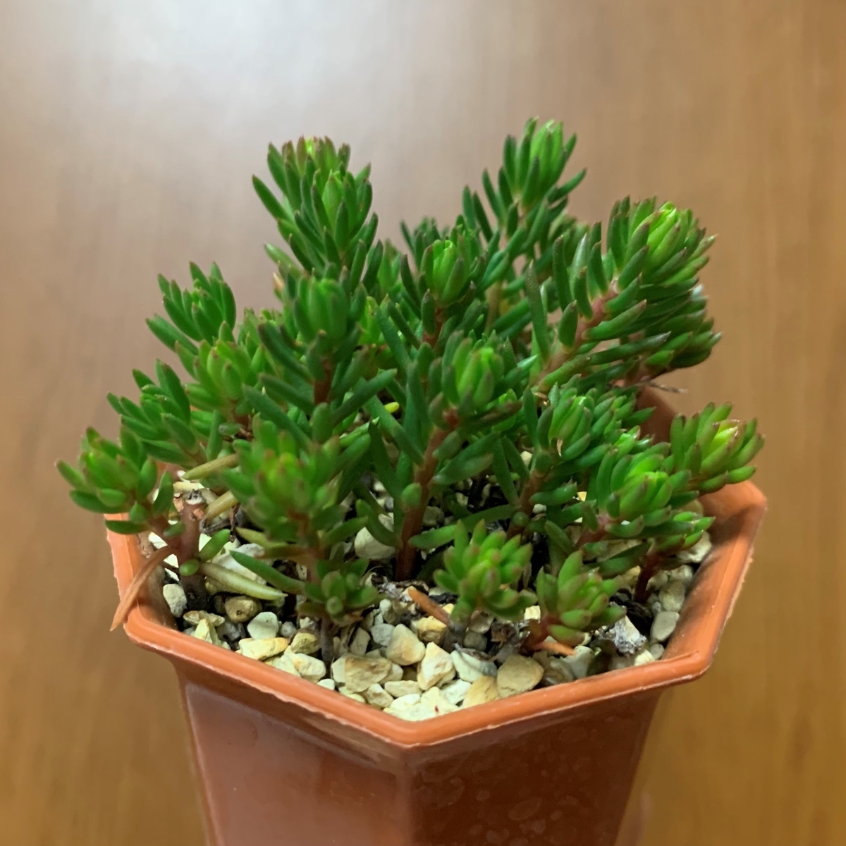 f:id:encyclopediaofweeds:20201102234020j:plain