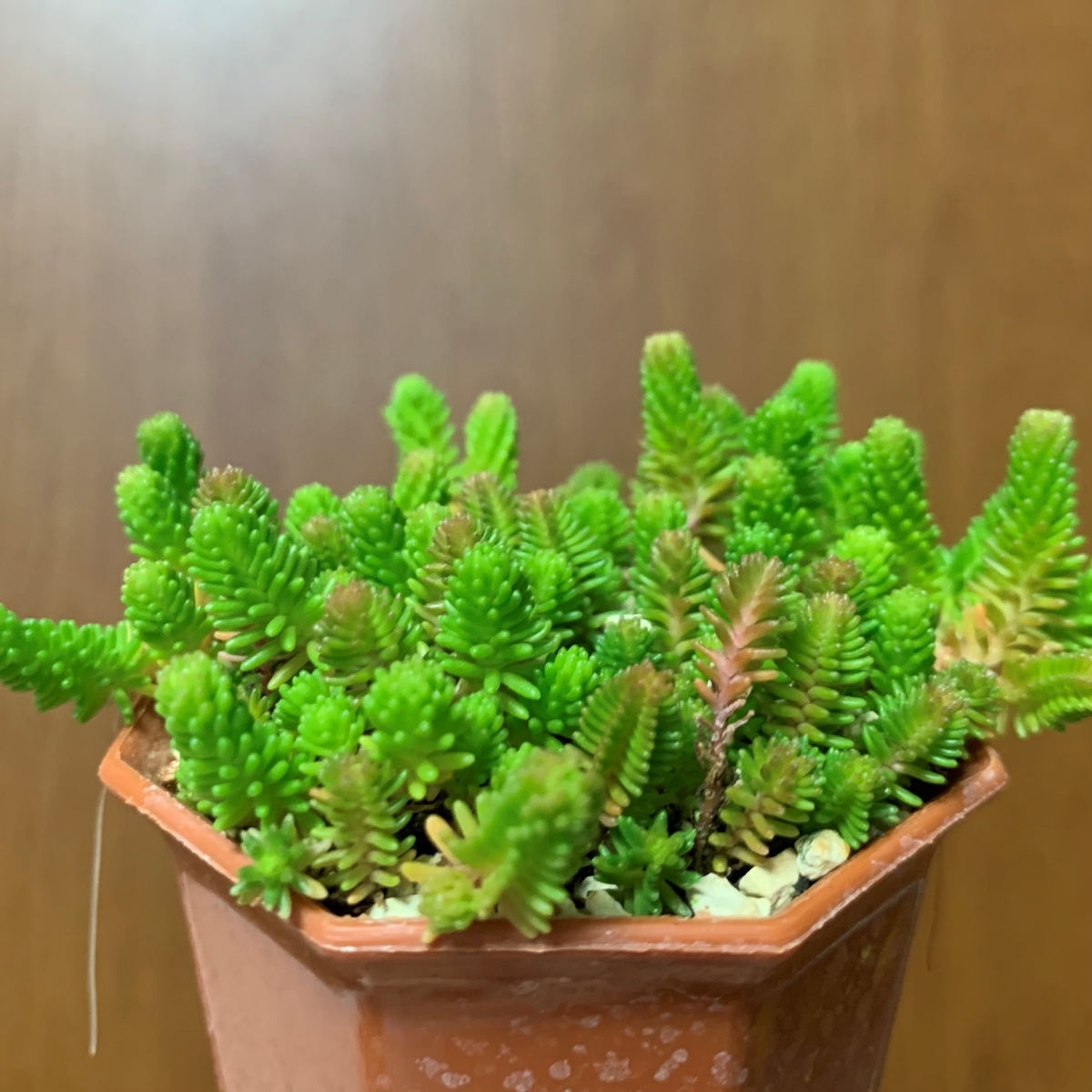 f:id:encyclopediaofweeds:20201102234124j:plain