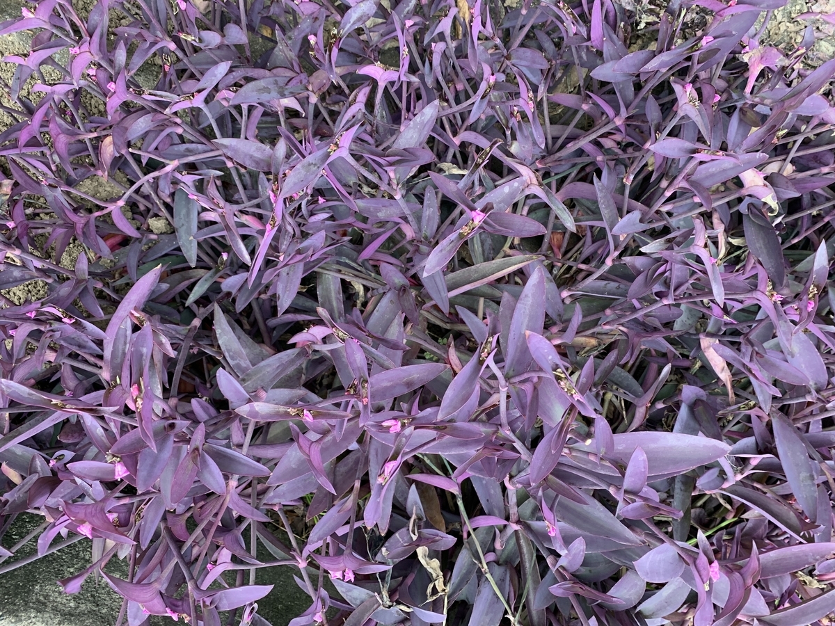 トラデスカンチアの仲間 愛すべき雑草たち