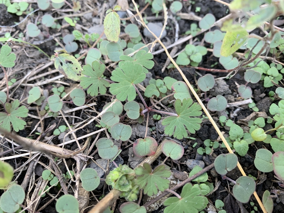 f:id:encyclopediaofweeds:20201103000315j:plain