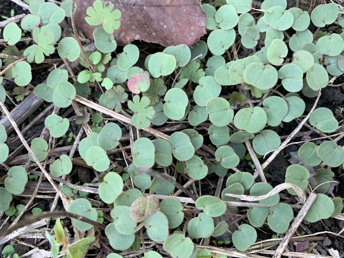 f:id:encyclopediaofweeds:20201103000327j:plain
