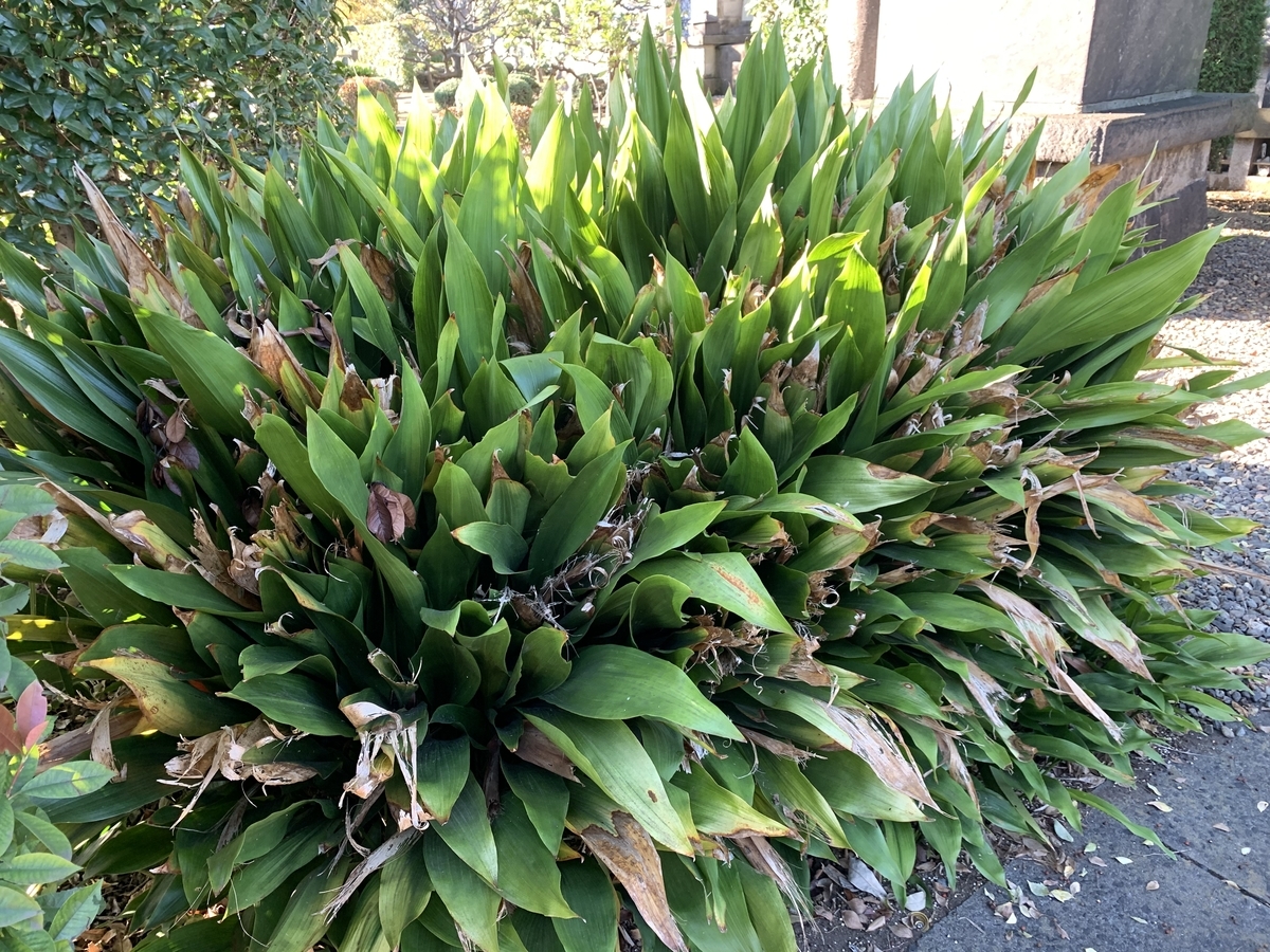 f:id:encyclopediaofweeds:20201103001410j:plain