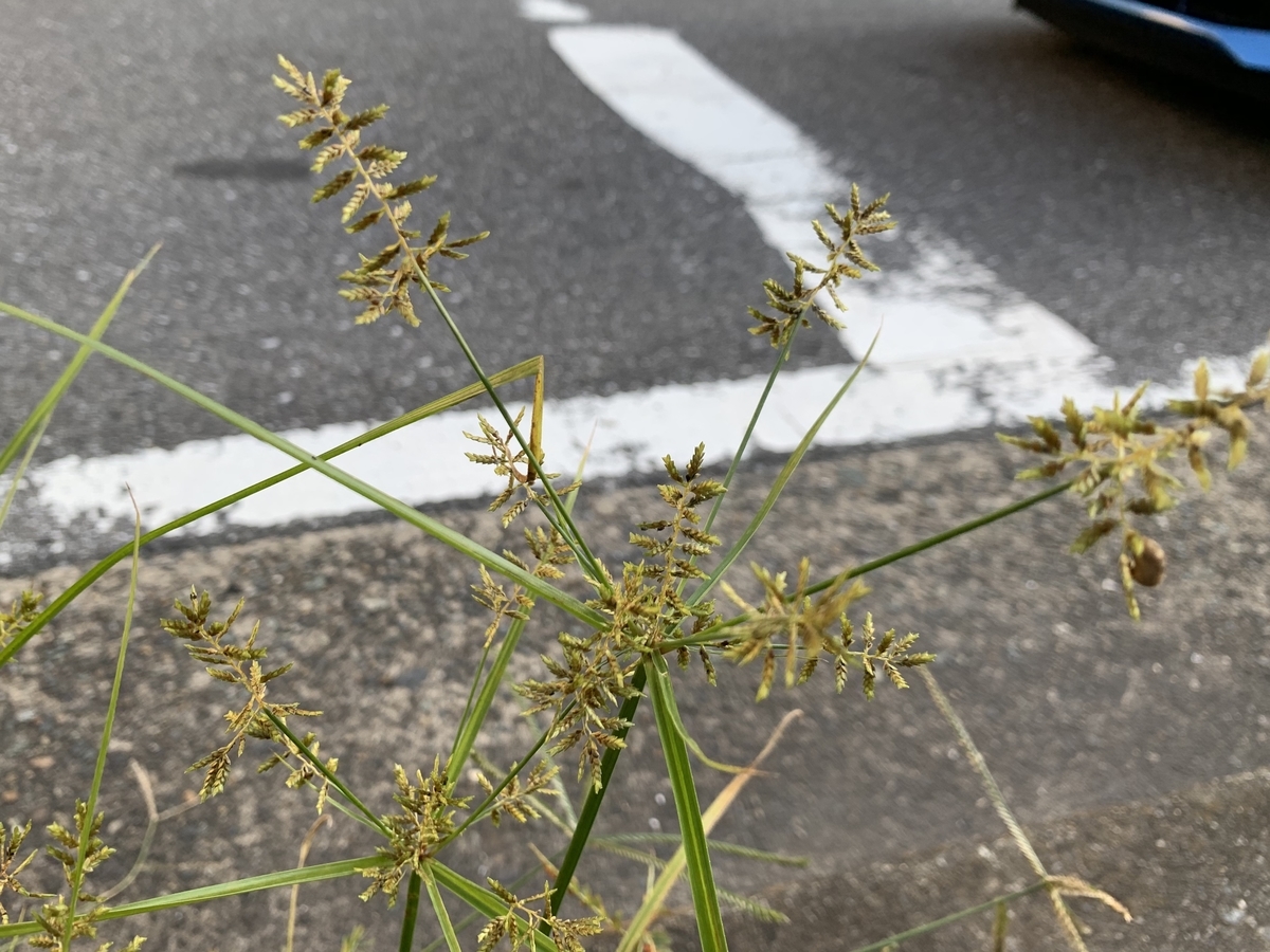 f:id:encyclopediaofweeds:20201103005631j:plain