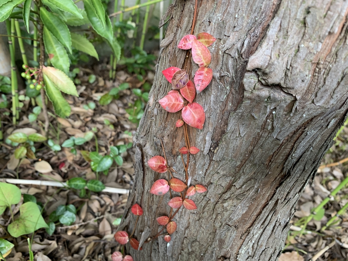 f:id:encyclopediaofweeds:20201103005829j:plain