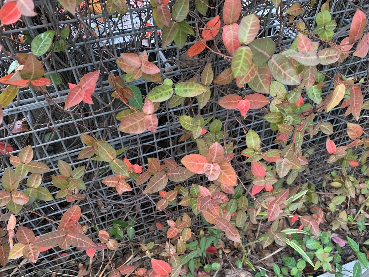 f:id:encyclopediaofweeds:20201103005842j:plain