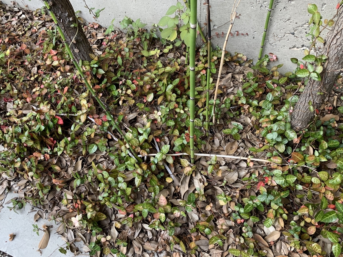 f:id:encyclopediaofweeds:20201103005844j:plain