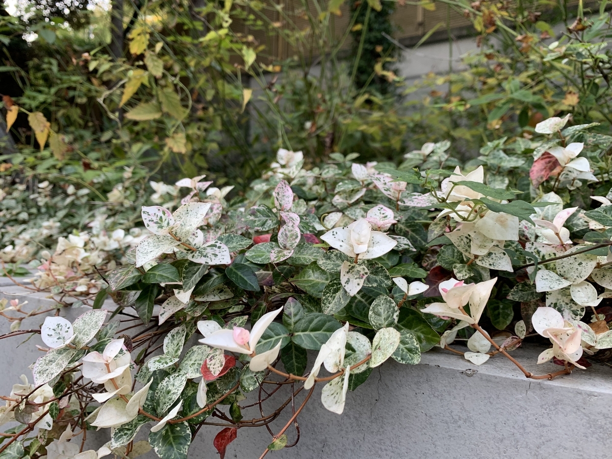 f:id:encyclopediaofweeds:20201103005925j:plain