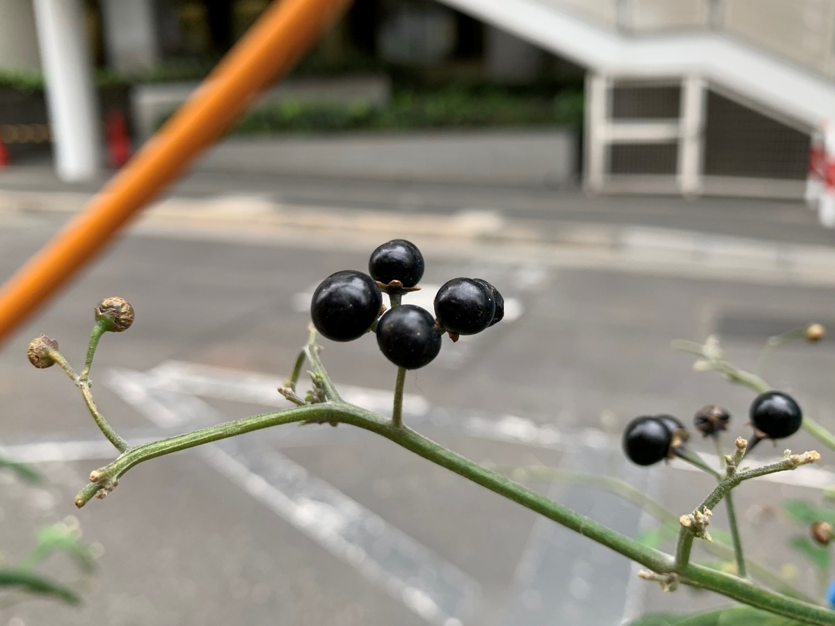 f:id:encyclopediaofweeds:20201103012825j:plain