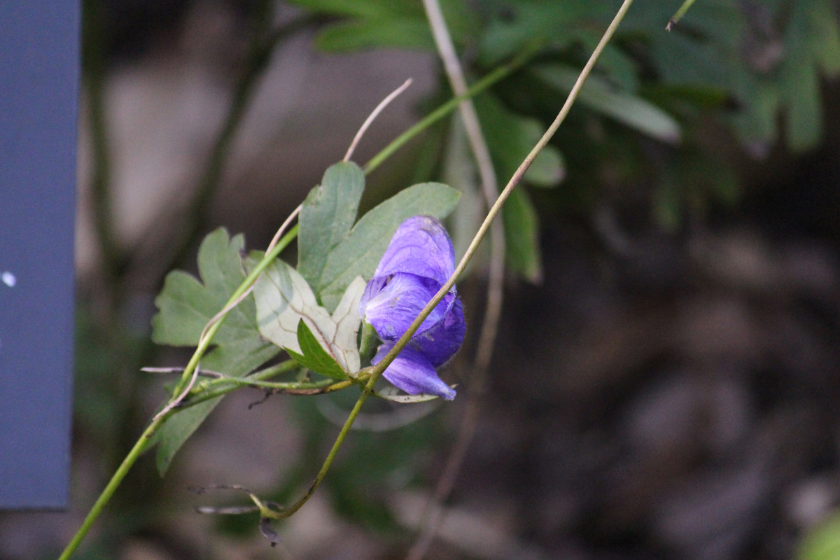 f:id:encyclopediaofweeds:20201105014837j:plain