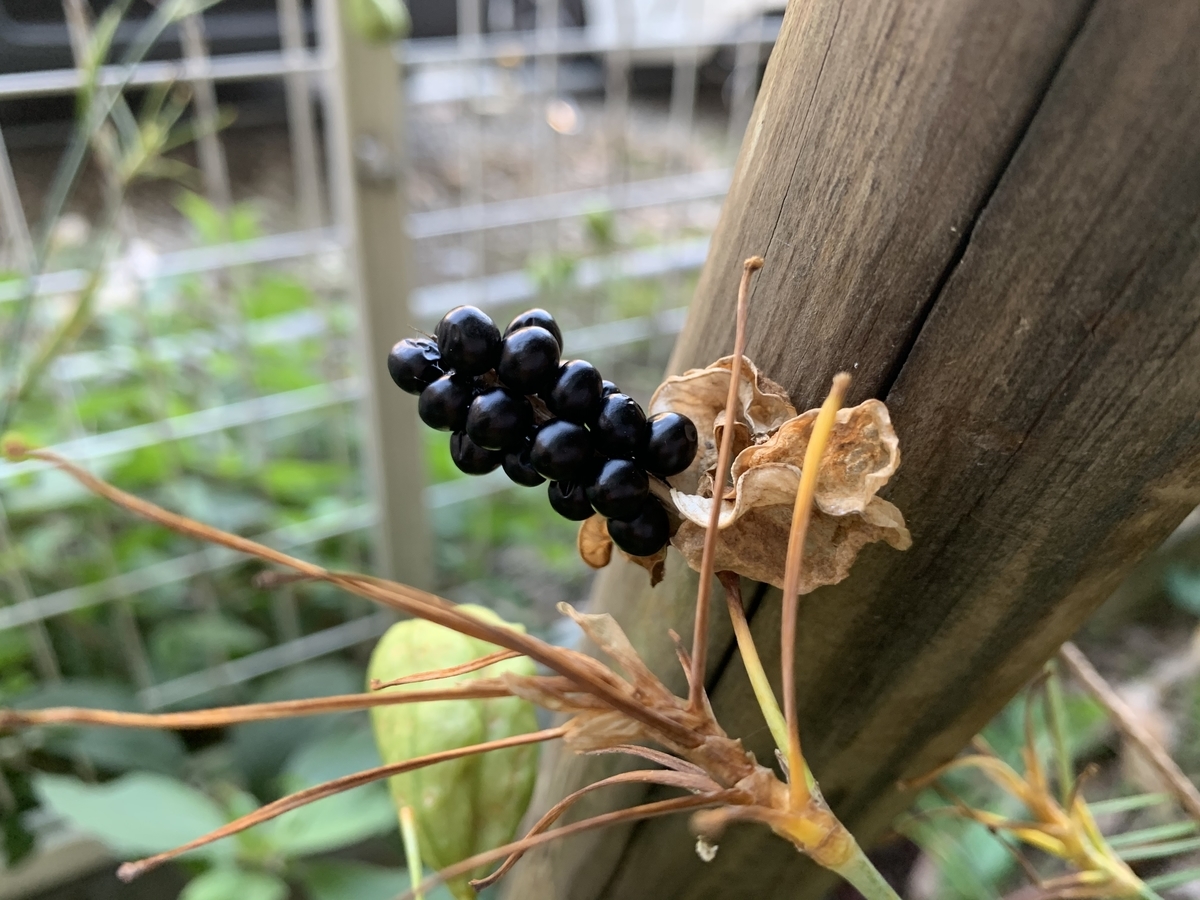 f:id:encyclopediaofweeds:20201105021712j:plain