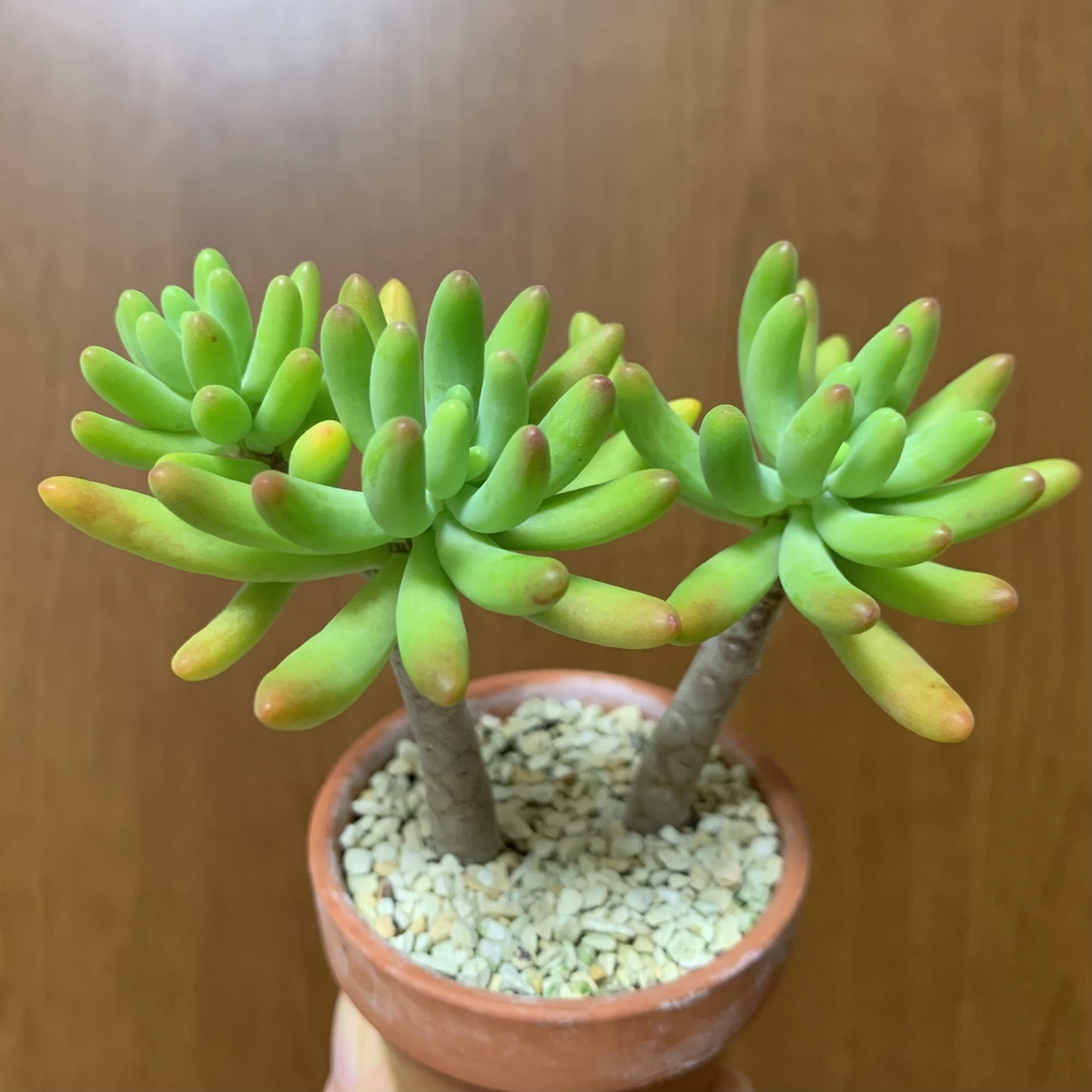 f:id:encyclopediaofweeds:20201113180850j:plain