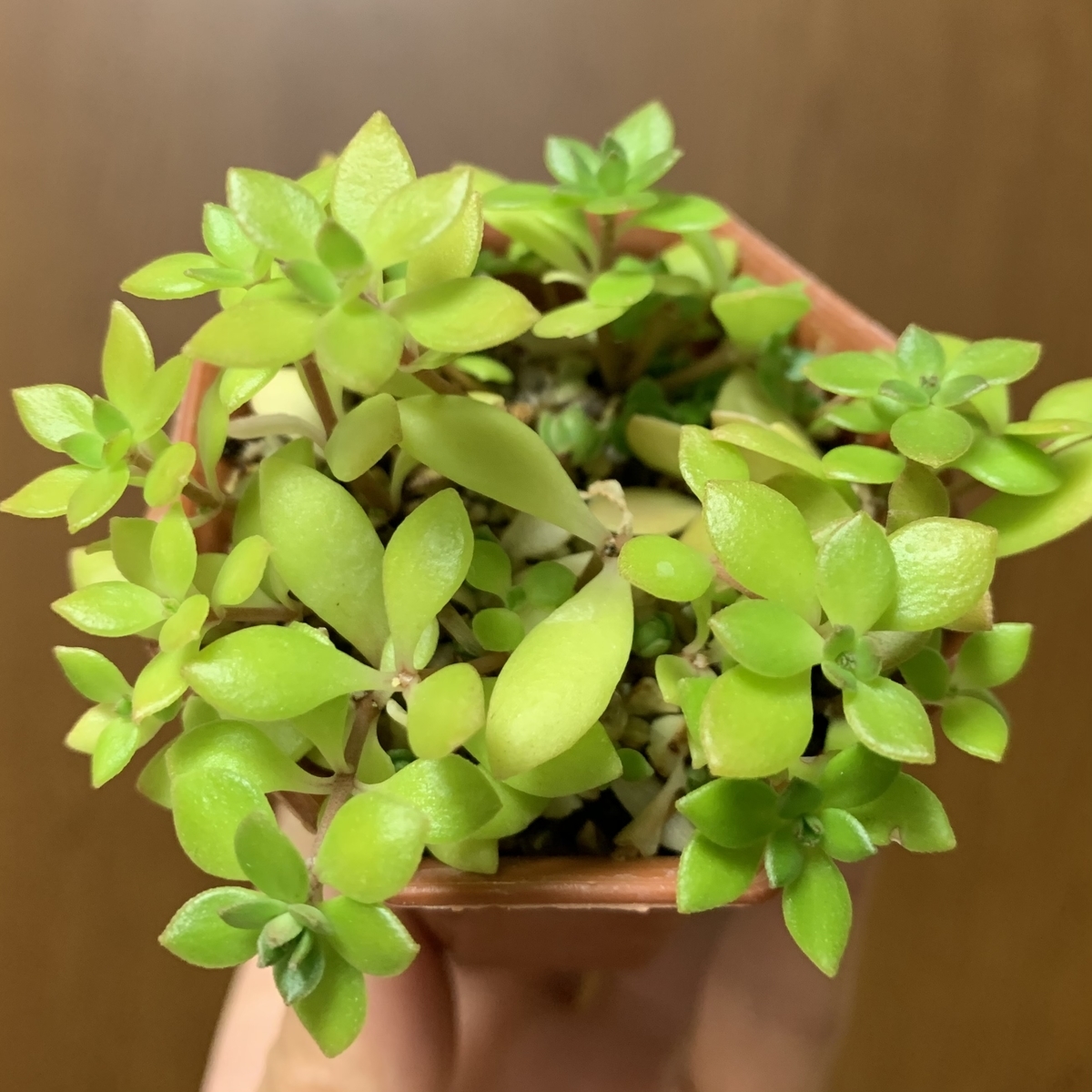 f:id:encyclopediaofweeds:20201113180923j:plain