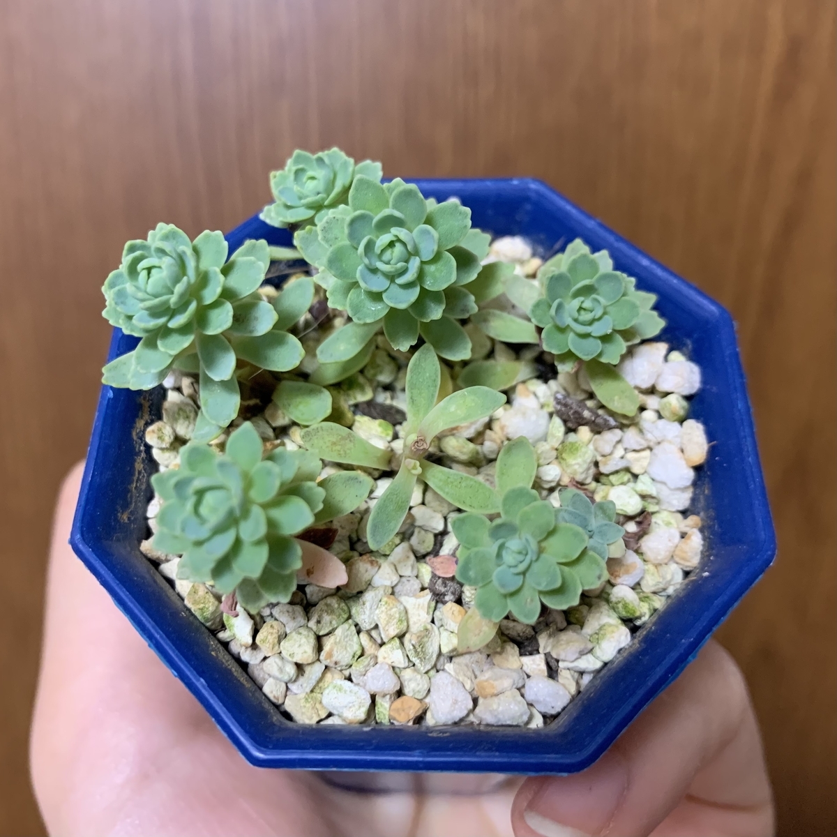 f:id:encyclopediaofweeds:20201115191048j:plain