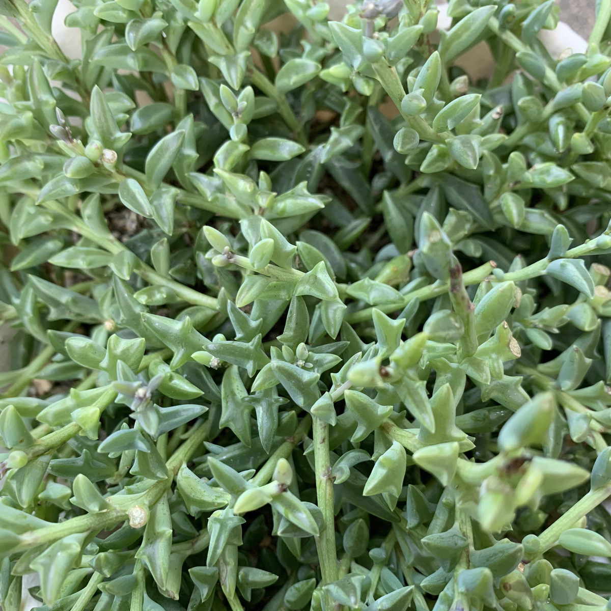 f:id:encyclopediaofweeds:20201115191445j:plain