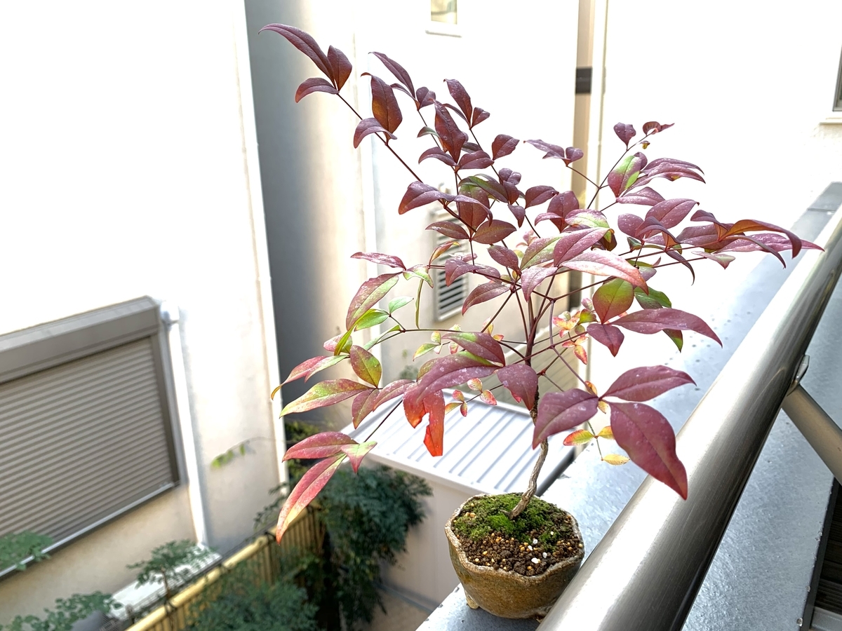 f:id:encyclopediaofweeds:20201115192023j:plain