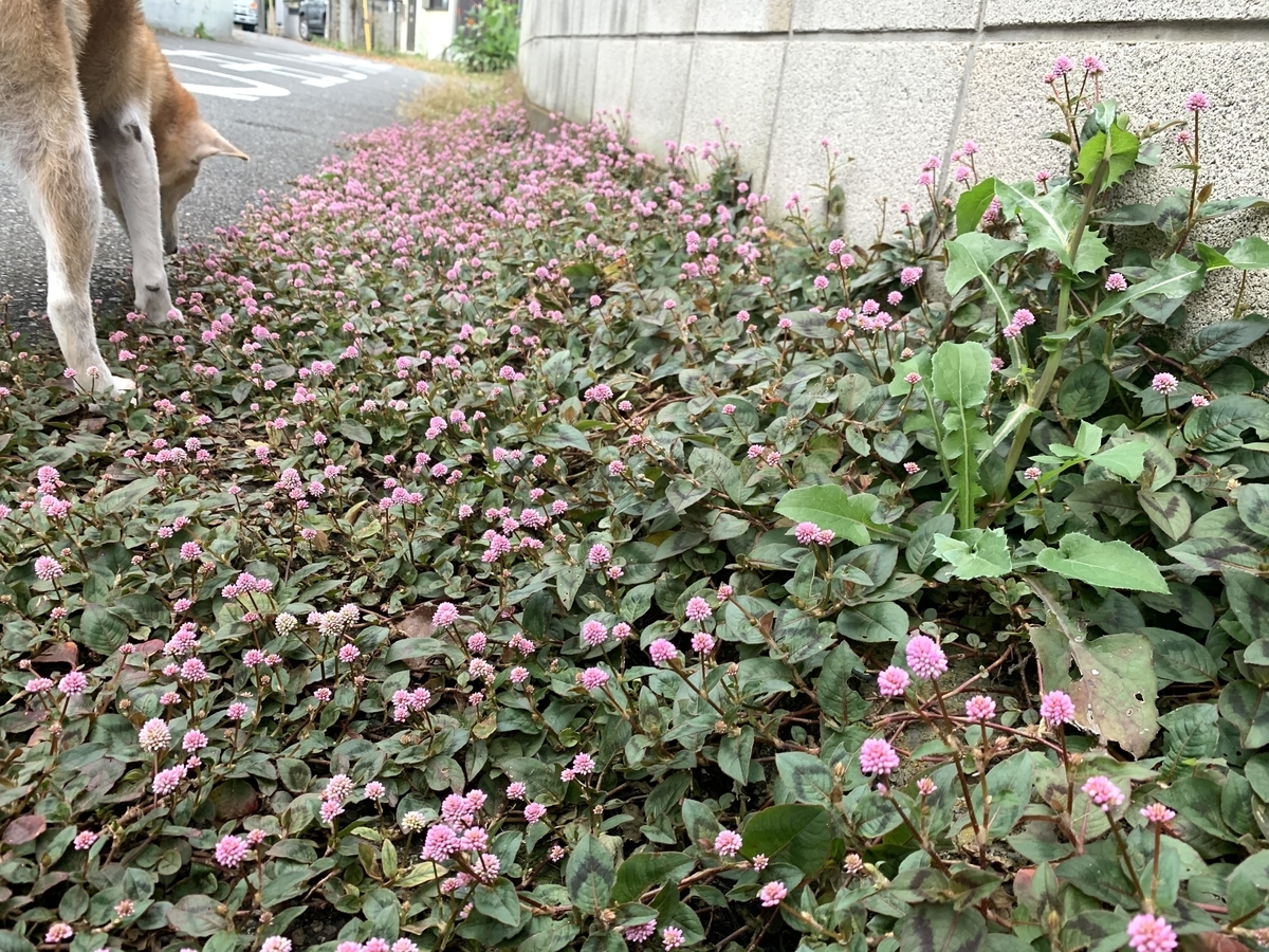f:id:encyclopediaofweeds:20201115192617j:plain f:id:encyclopediaofweeds:20201115192617j:plain
