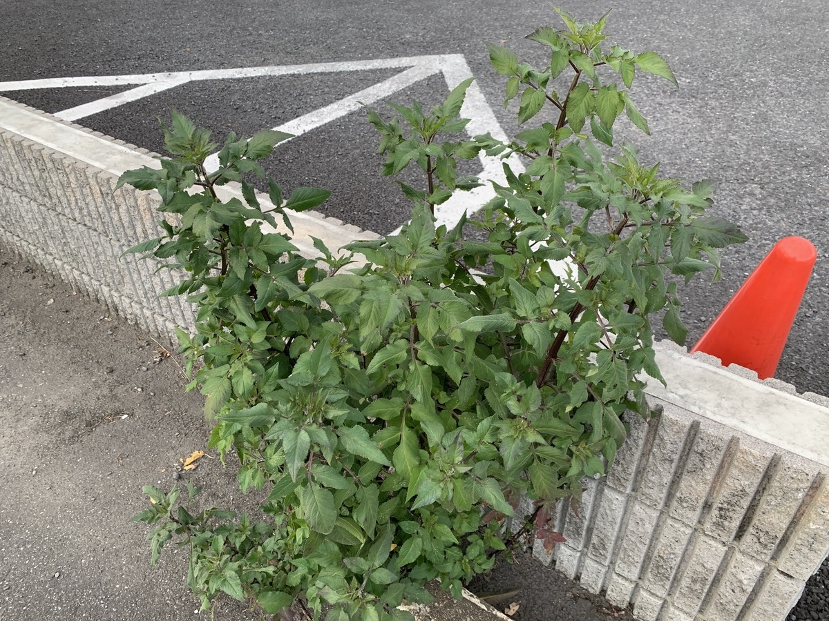 f:id:encyclopediaofweeds:20201115193113j:plain