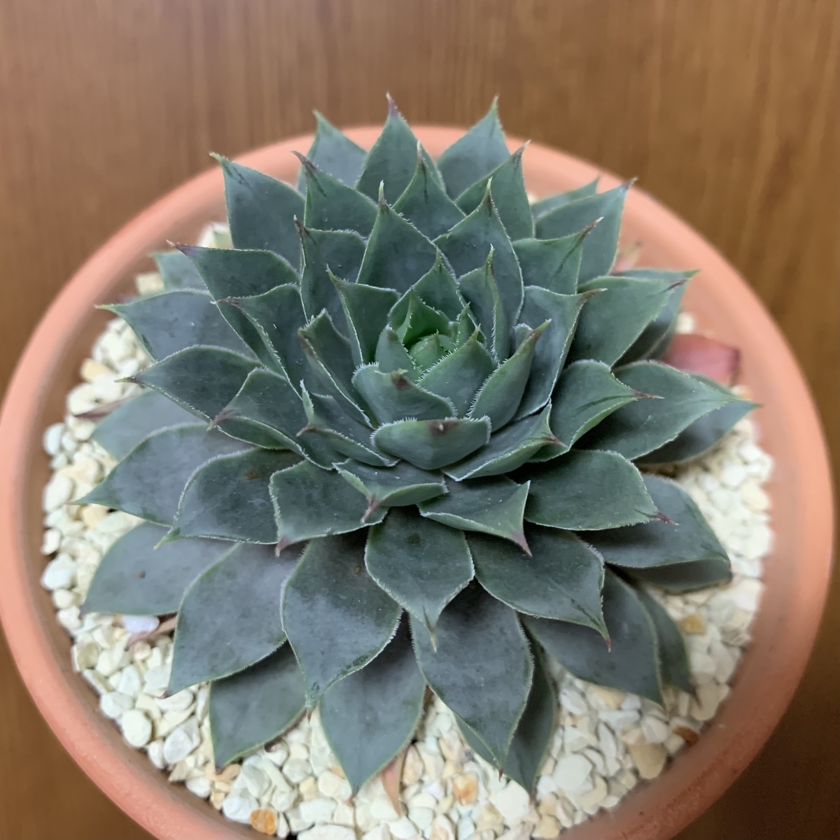 f:id:encyclopediaofweeds:20201117193106j:plain