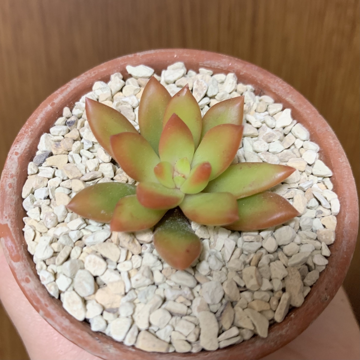f:id:encyclopediaofweeds:20201118194623j:plain