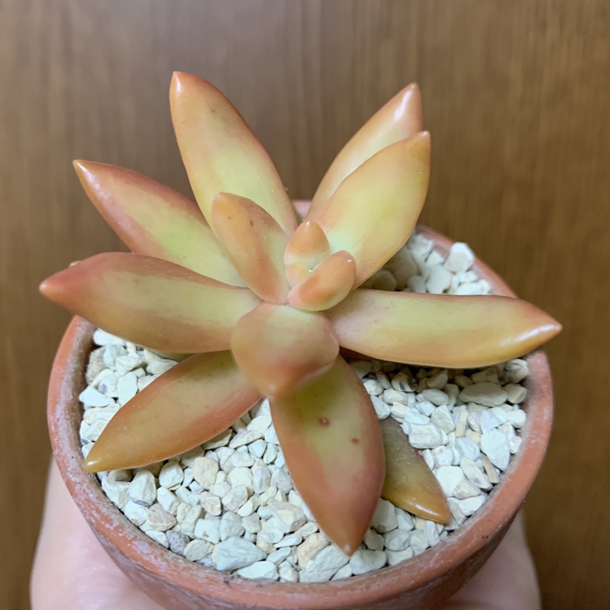 うちの多肉植物たち（セダム） - 愛すべき雑草たち