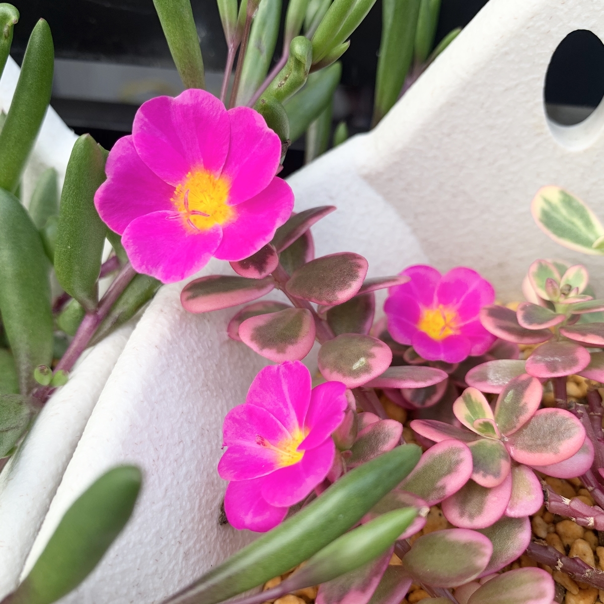 f:id:encyclopediaofweeds:20201121015226j:plain