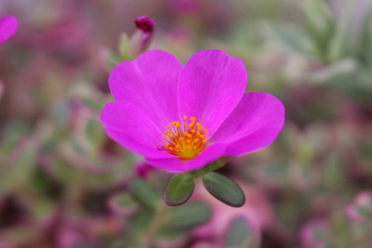 f:id:encyclopediaofweeds:20201121015323j:plain