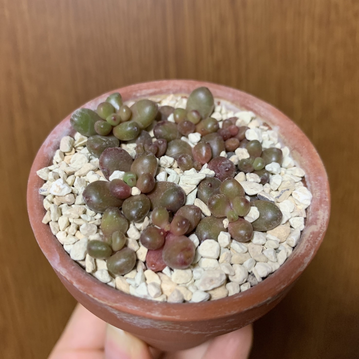 f:id:encyclopediaofweeds:20201126210334j:plain