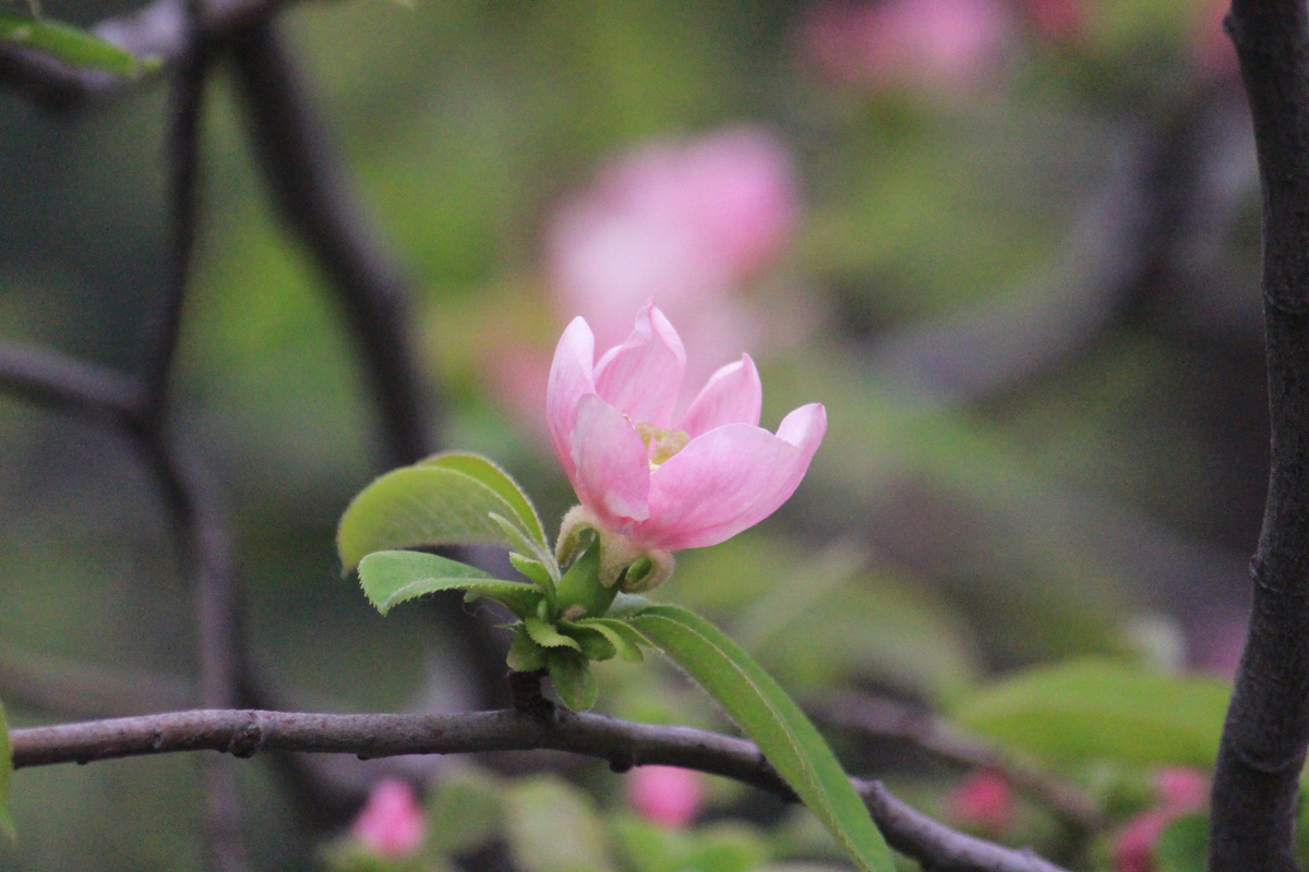 f:id:encyclopediaofweeds:20210103164757j:plain