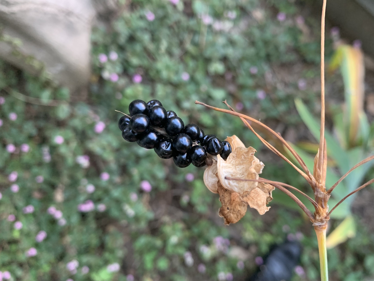 f:id:encyclopediaofweeds:20210103235751j:plain