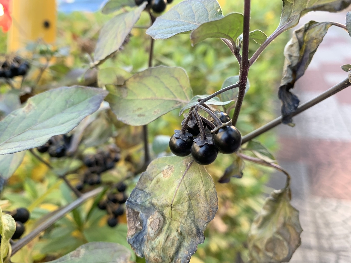 f:id:encyclopediaofweeds:20210104003000j:plain