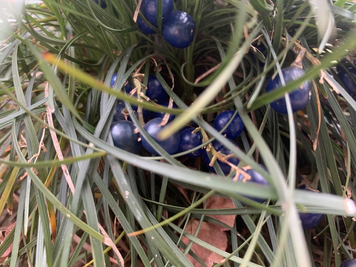 f:id:encyclopediaofweeds:20210104003124j:plain