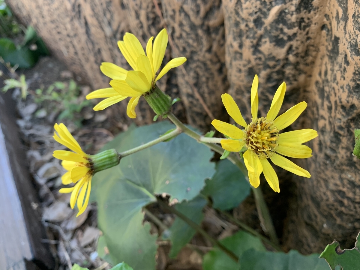 f:id:encyclopediaofweeds:20210118163906j:plain