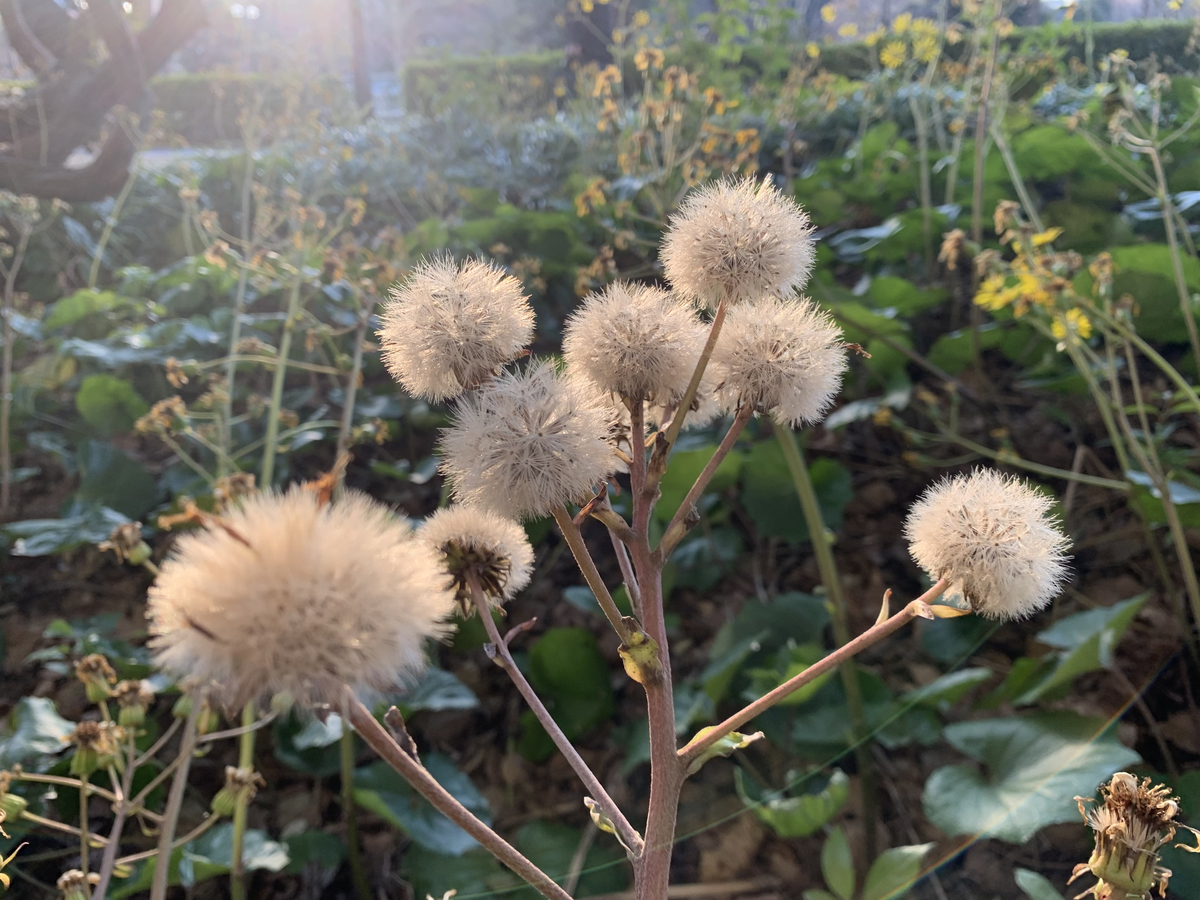 f:id:encyclopediaofweeds:20210118164022j:plain