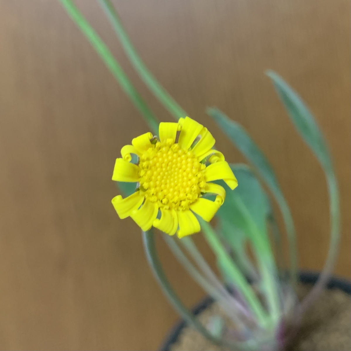 f:id:encyclopediaofweeds:20210126162924j:plain