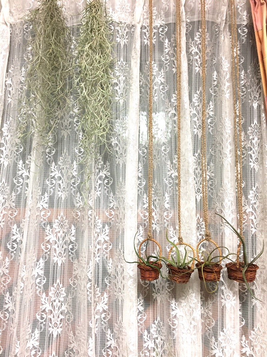f:id:encyclopediaofweeds:20210201024032j:plain