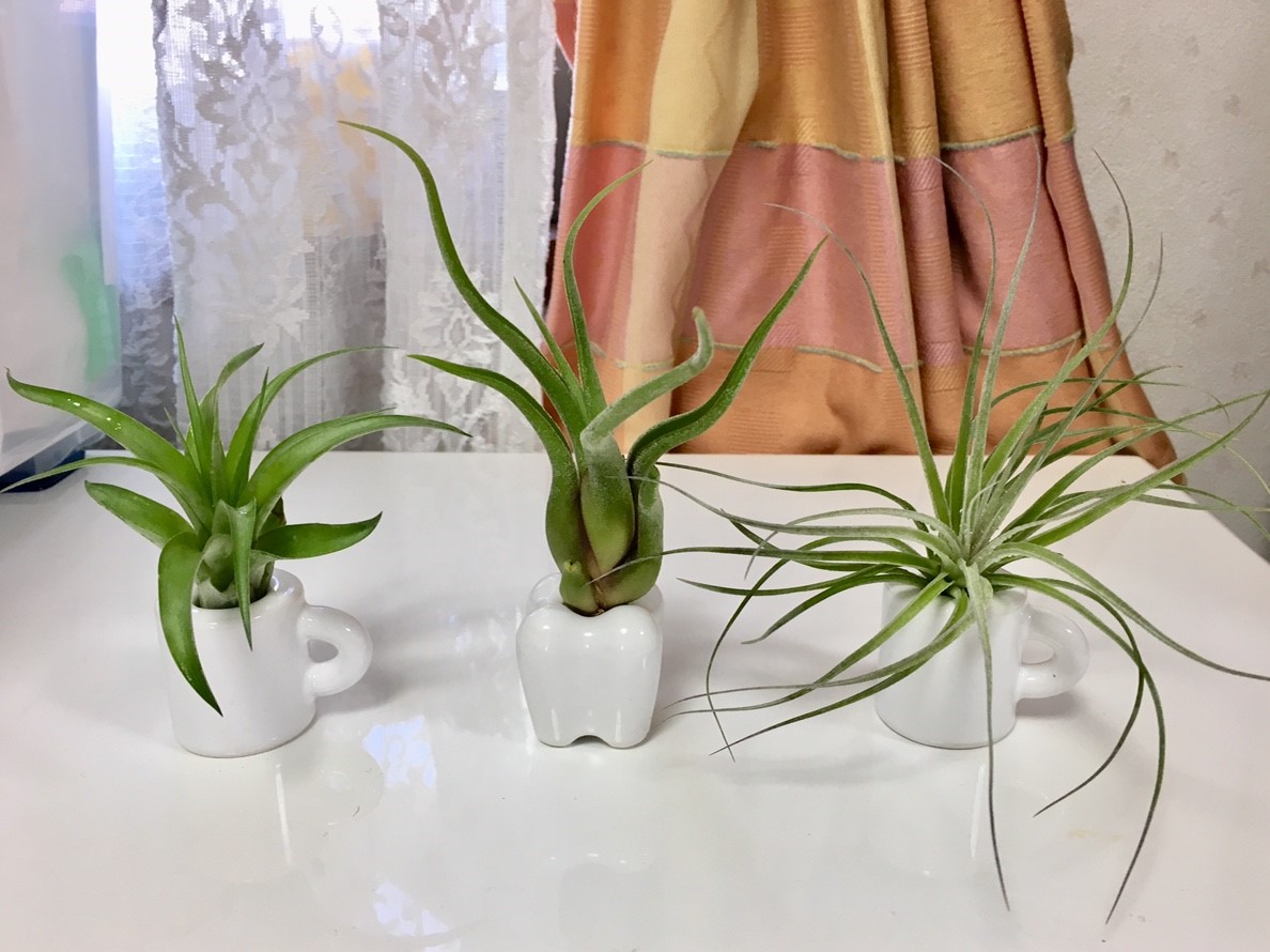 f:id:encyclopediaofweeds:20210201024125j:plain