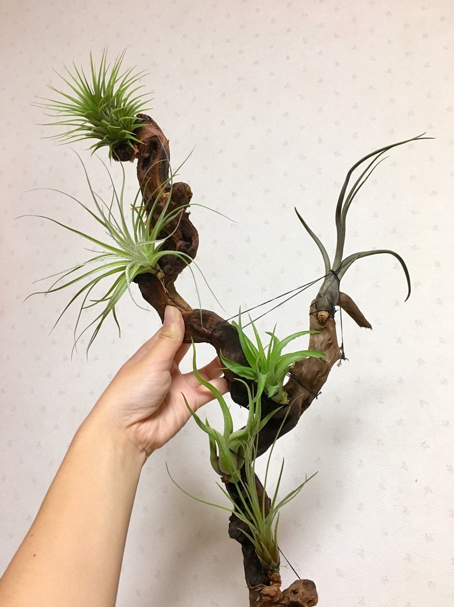 f:id:encyclopediaofweeds:20210201024142j:plain