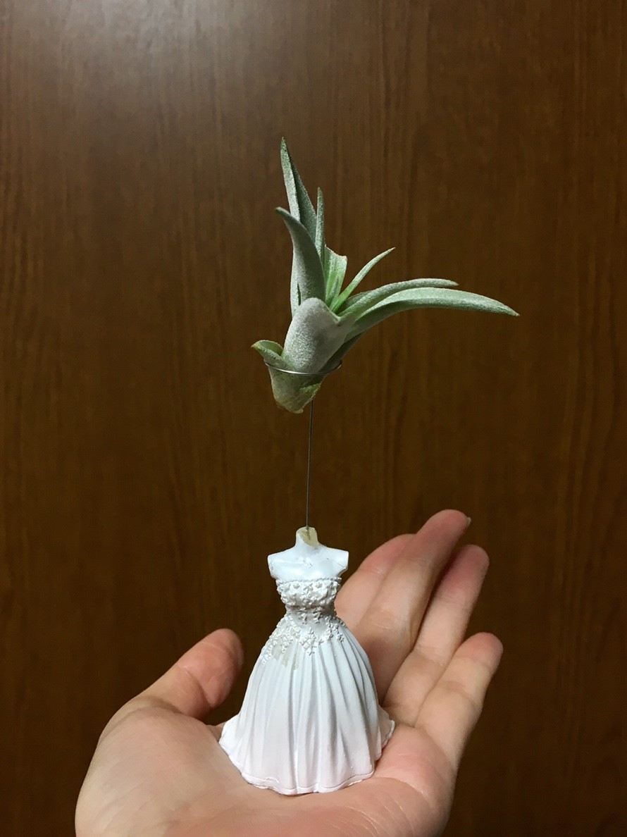 f:id:encyclopediaofweeds:20210201024215j:plain
