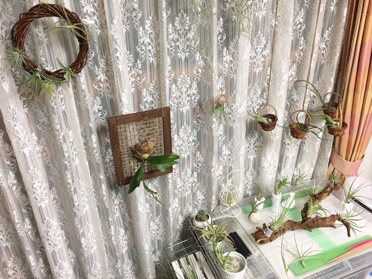 f:id:encyclopediaofweeds:20210201024436j:plain