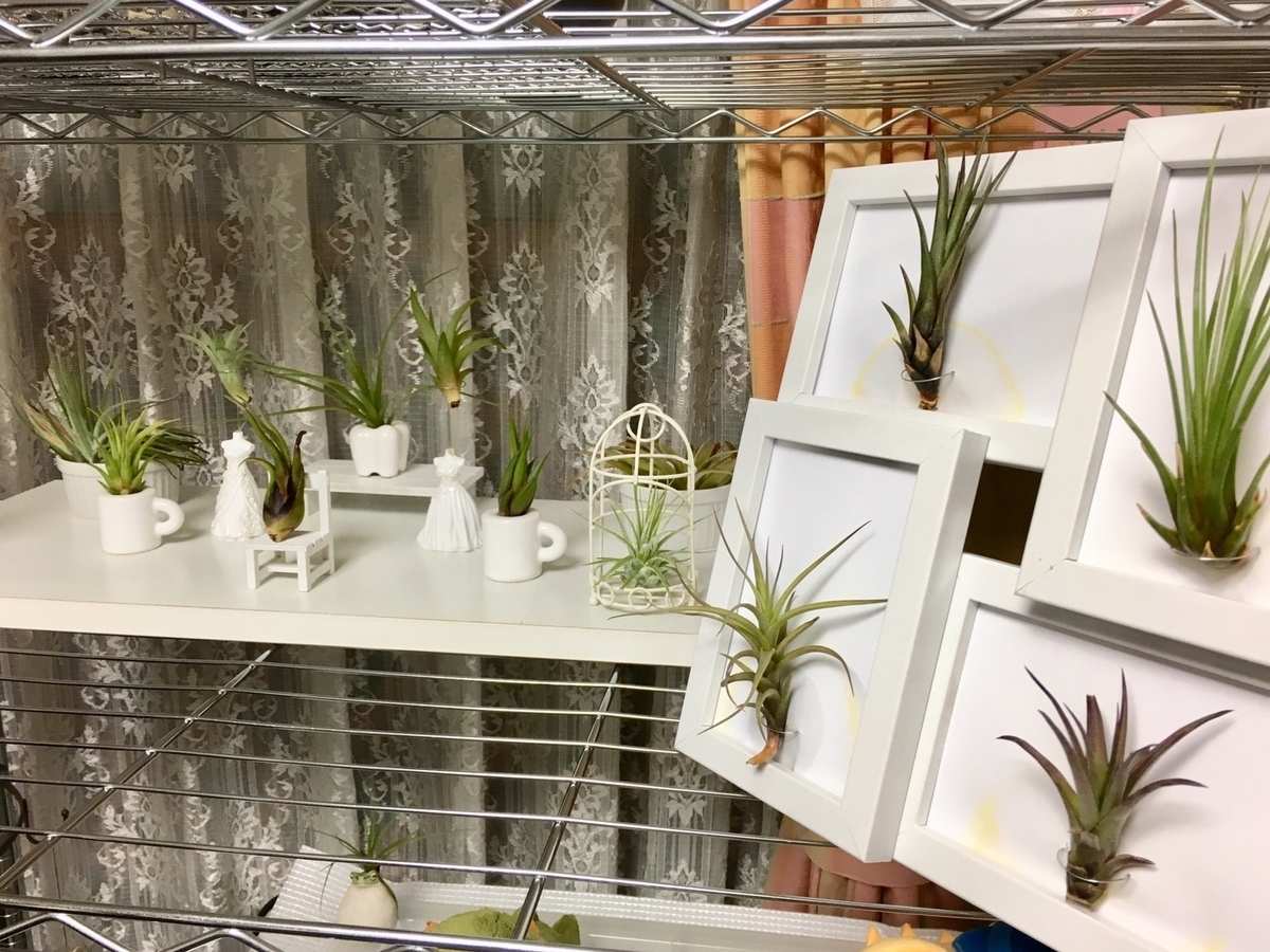 f:id:encyclopediaofweeds:20210201024601j:plain