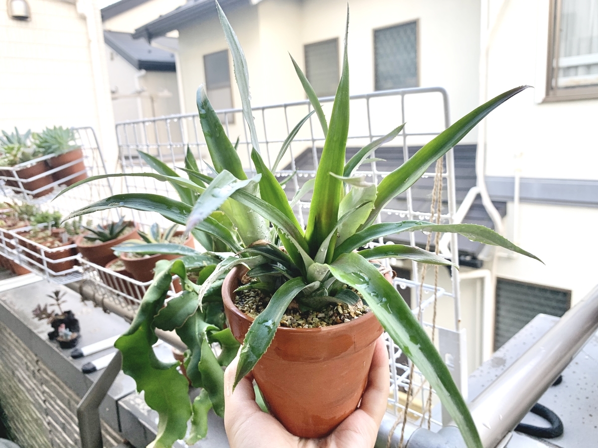 f:id:encyclopediaofweeds:20210201024712j:plain