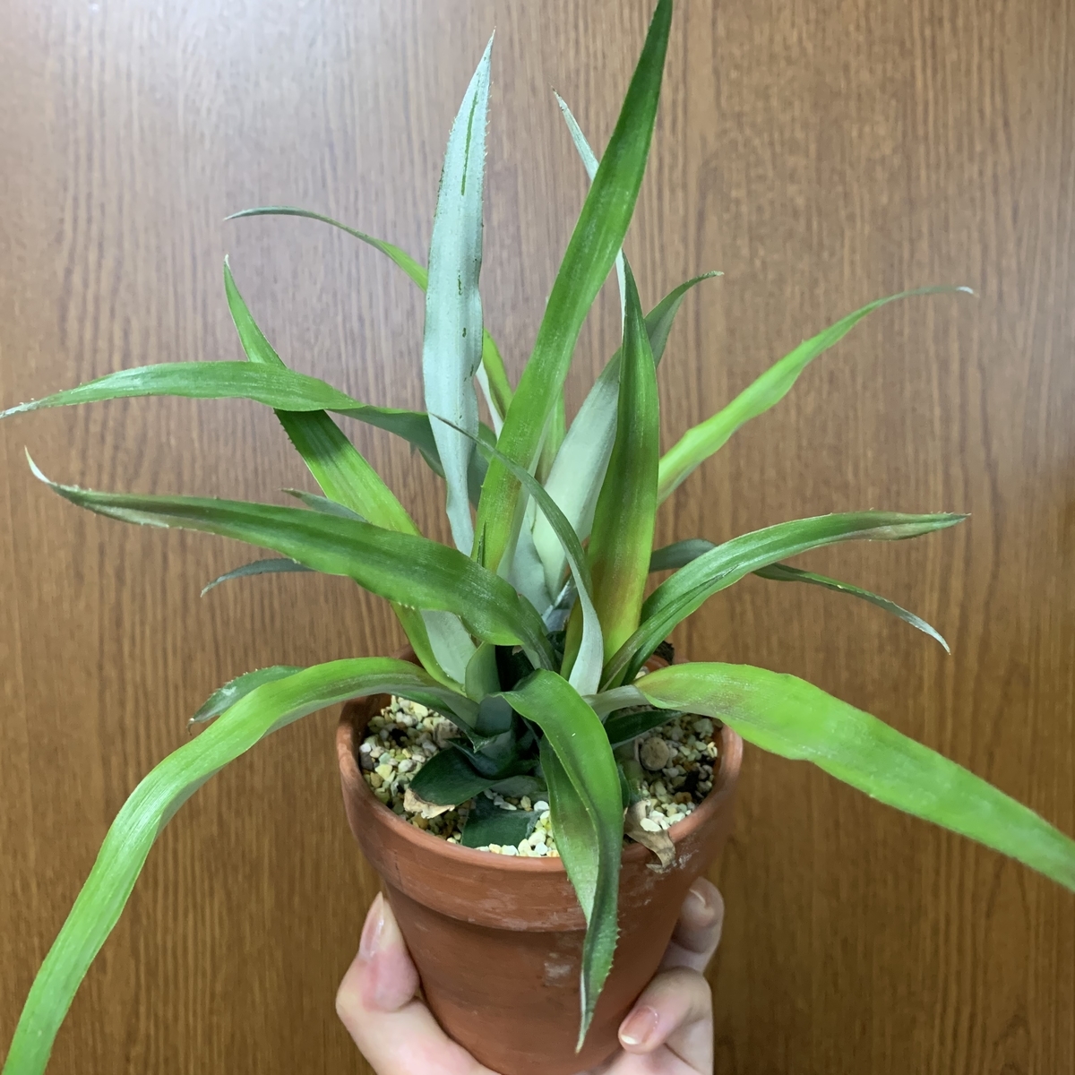 f:id:encyclopediaofweeds:20210201024736j:plain