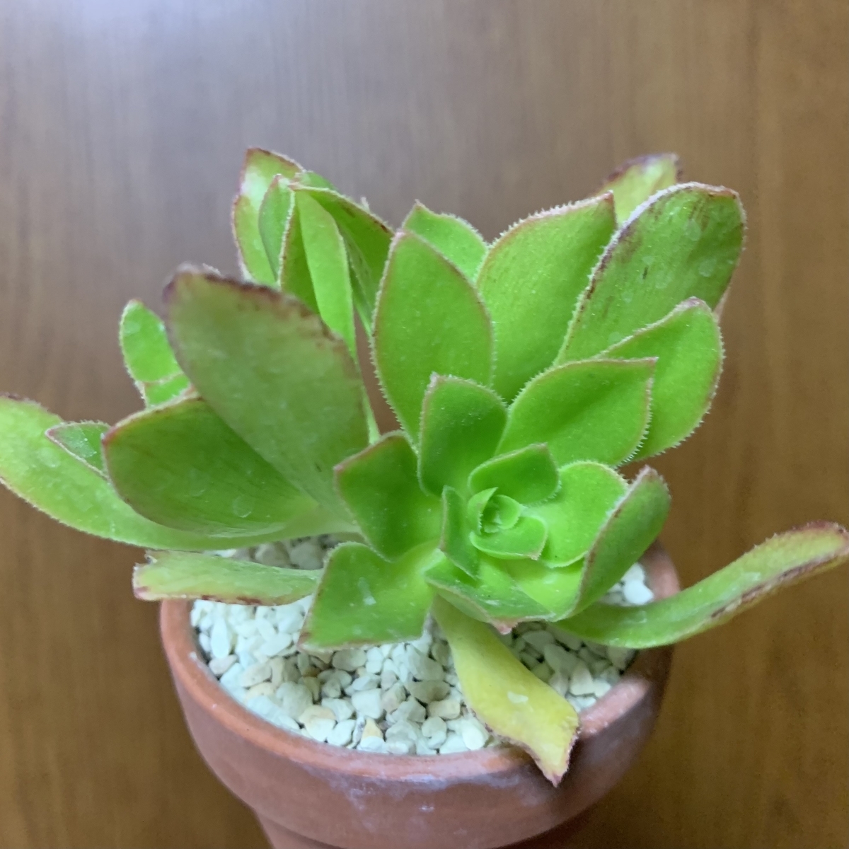 うちの多肉植物たち(ベンケイソウ科) 愛すべき雑草たち うちの多肉植物たち(ベンケイソウ科) 愛すべき雑草たち