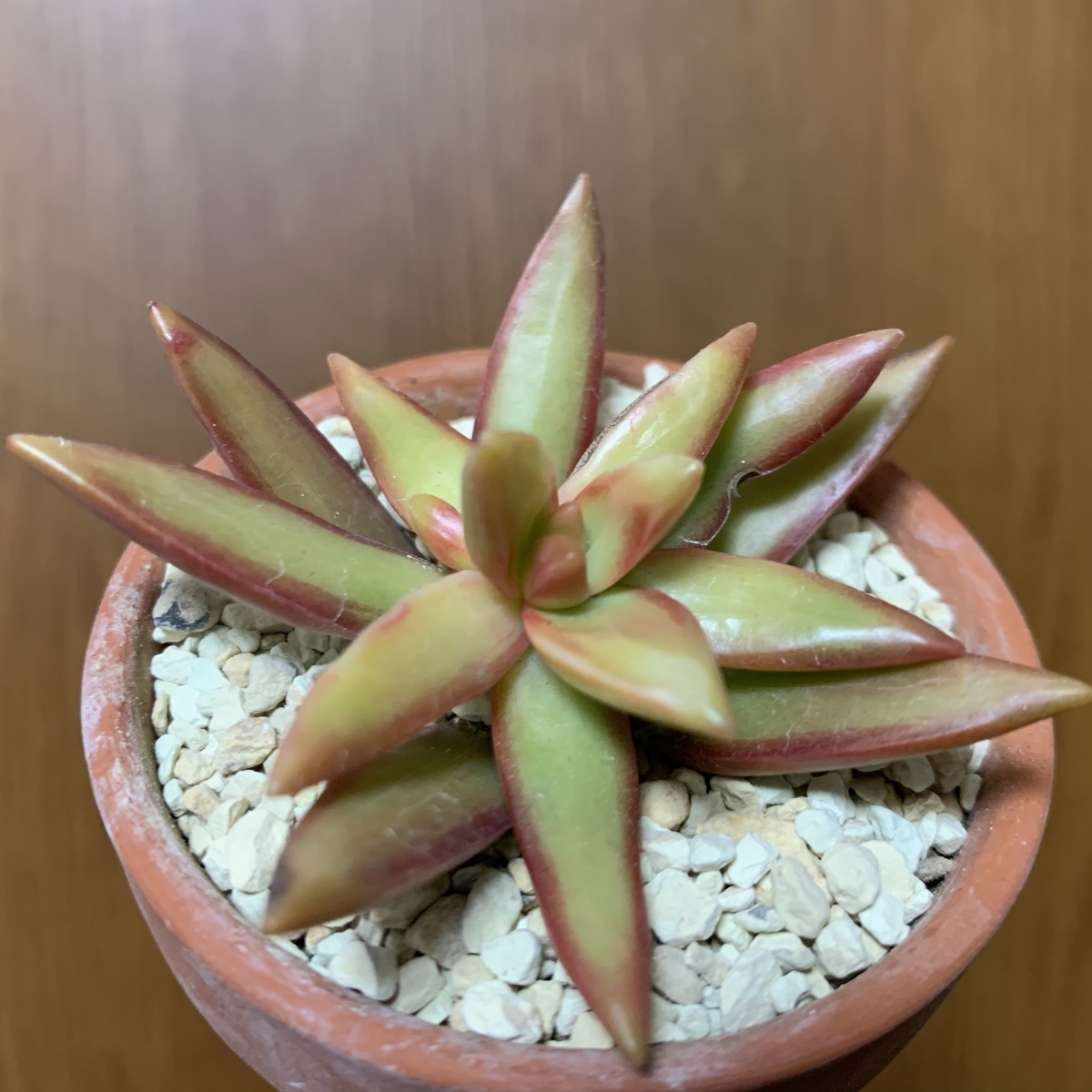 f:id:encyclopediaofweeds:20210210225434j:plain