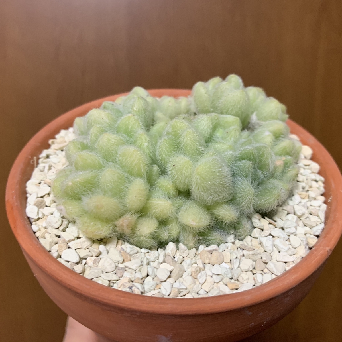f:id:encyclopediaofweeds:20210210225840j:plain