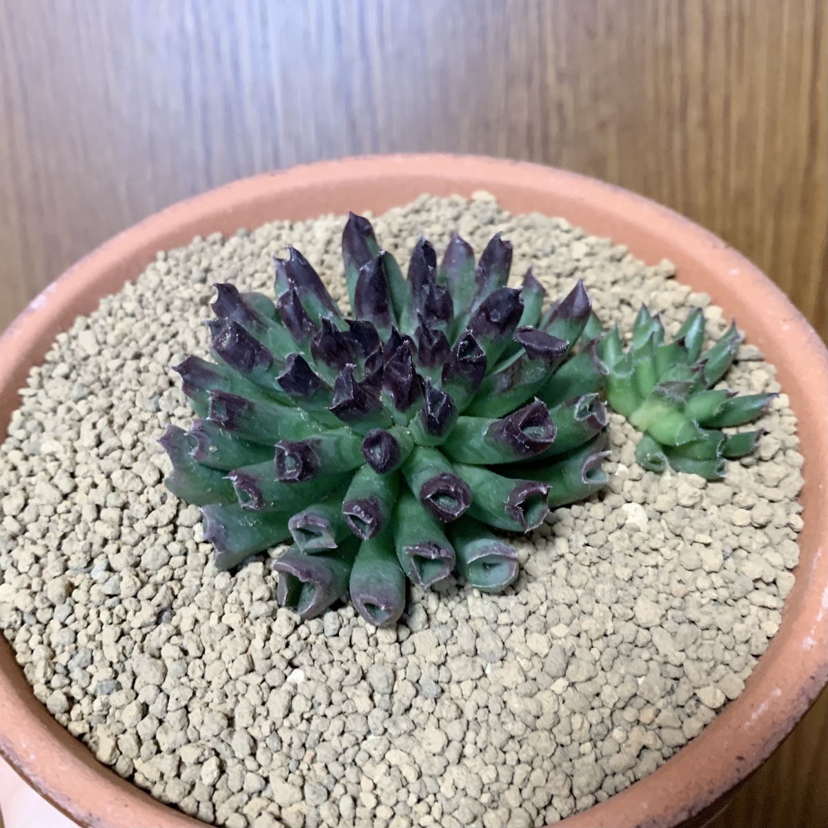 f:id:encyclopediaofweeds:20210210230152j:plain